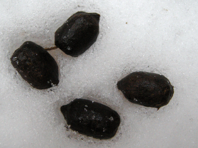 PASSIONE PER IL CERVO